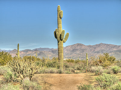 cactus, saguaro, desert de, Arizona, paisatge del desert, sud-oest, àrid