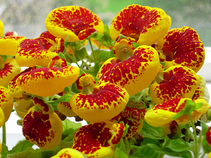 flower, red, yellow, red flower, plant