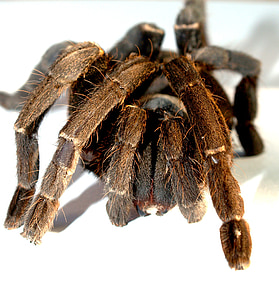 edderkopp, tarantula, leddyr, fotografi, hårete, meksikansk redknee tarantula, brun