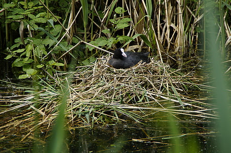 coot, nest, breed, water bird, bach, waters, water