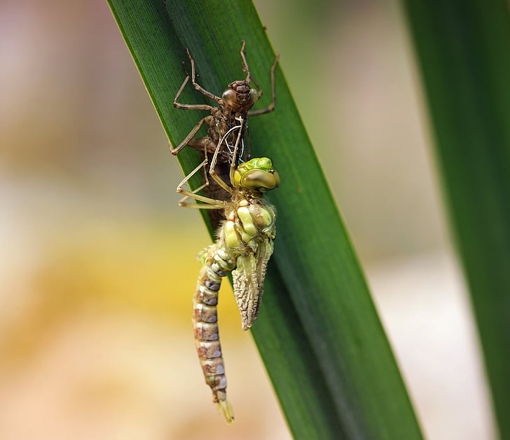 Dragonfly, mladá zvířata, Larva, vylíhnutá, Reed, Příroda, makro