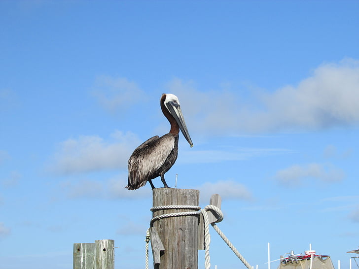 Pelican, Pantai Teluk, Alabama, Teluk, Teluk Meksiko, Marinir, Amerika
