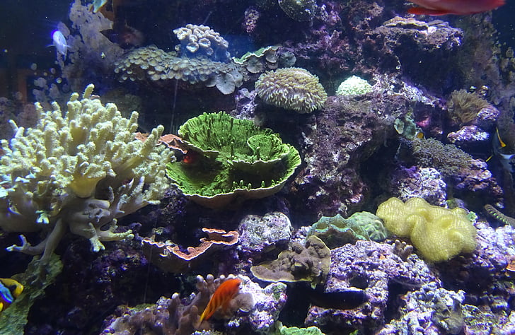 sea urchin, marine, organism, underwater, aquarium, exotic, swimming