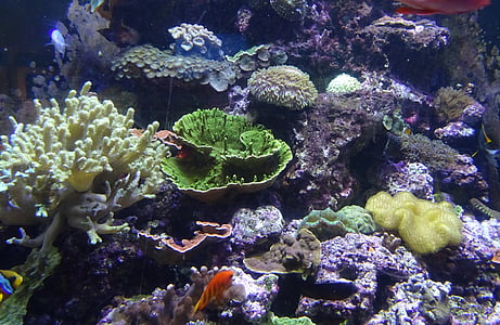 landak laut, Marinir, organisme, bawah air, akuarium, eksotis, renang
