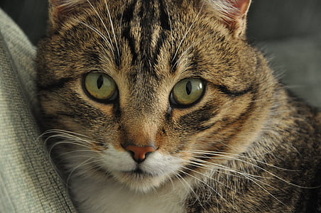 kočka, oči, zelená, kočkovitá šelma, Při pohledu na fotoaparát, kočka domácí, portrét