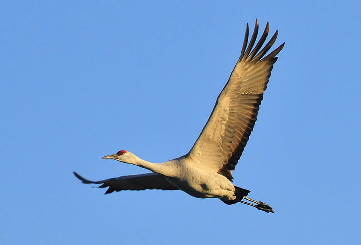 Sandhill crane, di volo, uccello, fauna selvatica, natura, cielo, tempo libero