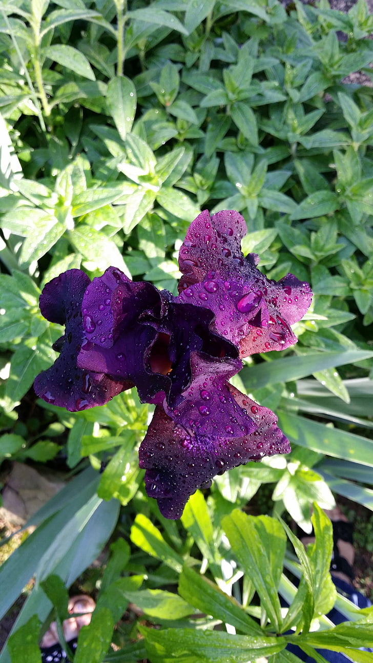 Iris, lila, Bloom, trädgård, våren, naturen, Anläggningen