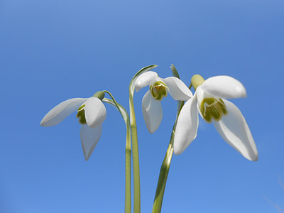 sneeuwklokjes, lente, witte bloemen, Lentebloemen, natuur, blauwe hemel, Primula