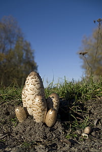 mushroom, autumn, schopf comatus, seasons