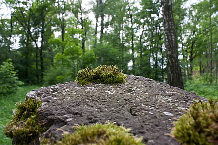 Moss, sten, makro, naturen