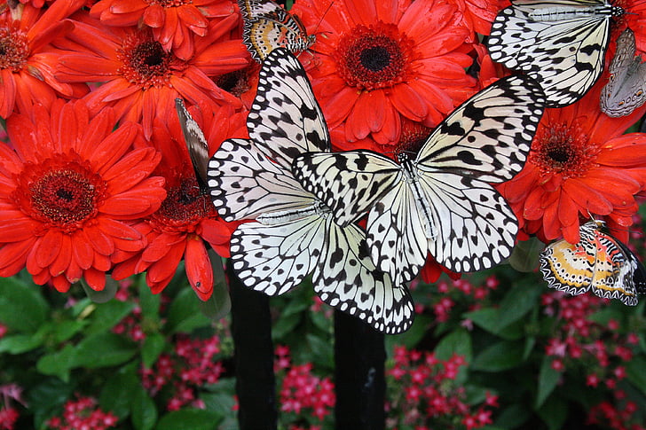 Singapur, l'aeroport, jardí botànic, papallona
