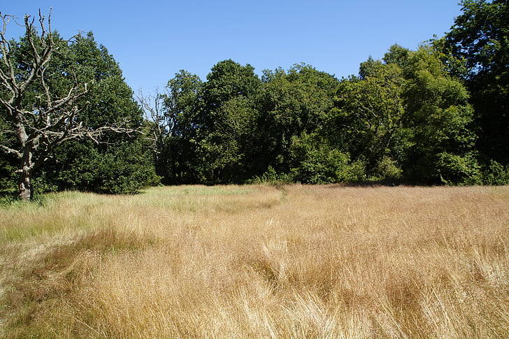 landscape, nature, grass, trees, view, summer, tree