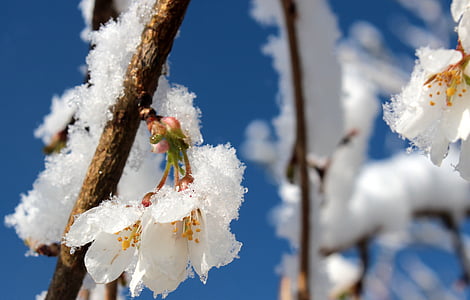 ανθισμένη Κερασιά, δέντρων κερασιάς στην Ιαπωνία, άνθος, άνθιση, άνοιξη, υποκατάστημα, χιόνι