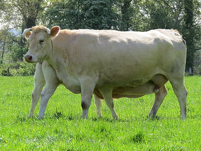 Kuh, Kalbfleisch, Zucht, Rinder, Nutztiere, Tiere, Feld
