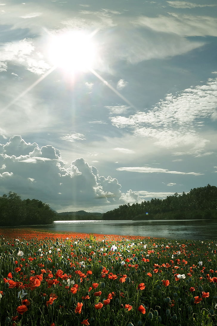 field, flower, nature, spring, lake, blue sky, beautiful