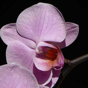 orhideja, cvijet, cvatu, cvijet, ljubičasta, biljka