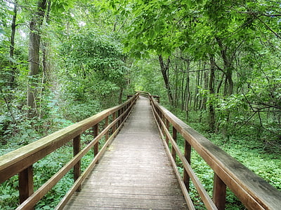 West seneca, New york, Park, jalakäijate kõnnitee, metsa, puud, loodus