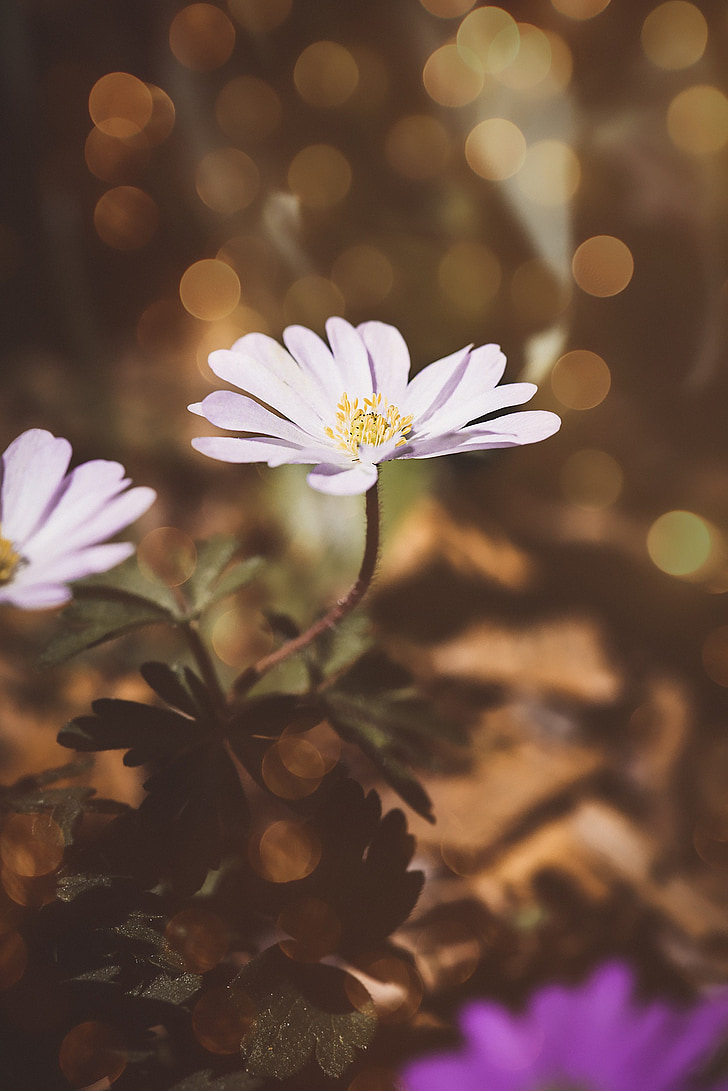 Anemone de, blanc, anemone de blanc, flor, flor blanca, flor, flor