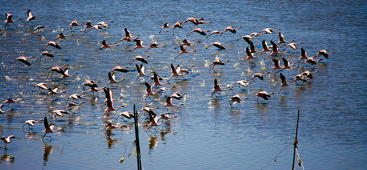 Flamingo, terbang, mengangkat off, kawanan, berbondong-bondong, hewan, lingkungan