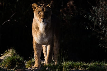 lion, lioness, wilfdlife, carnivore, female, nature, african