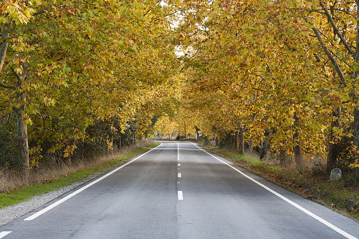 road, autumn, trees, lead, portugal