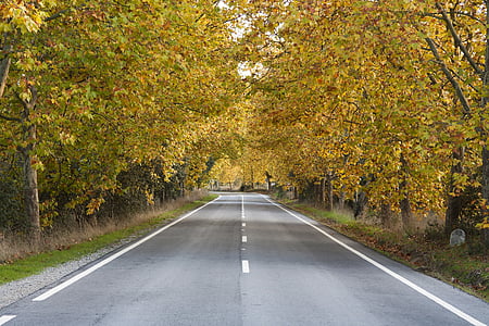 drogi, jesień, drzewa, prowadzić, Portugalia