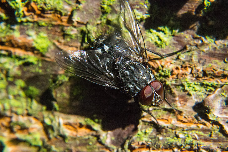 fly, insect, close, compound eyes