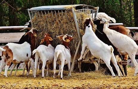 goats, animal, farm, good aiderbichl, sanctuary, satisfied, iffeldorf