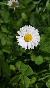 Natura, kwiaty, Daisy, białe płatki, mały kwiat, kwiat, roślina