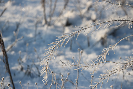 winter, Iced, koude, weide, sneeuw, bevroren, eiskristalle
