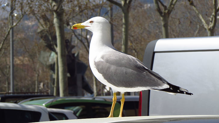 seagull, cars, walking, looking at, auto, city, people