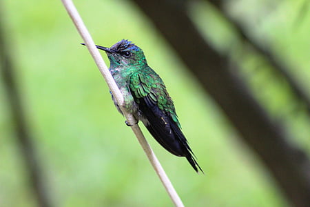 bird, hummingbird, small, fauna