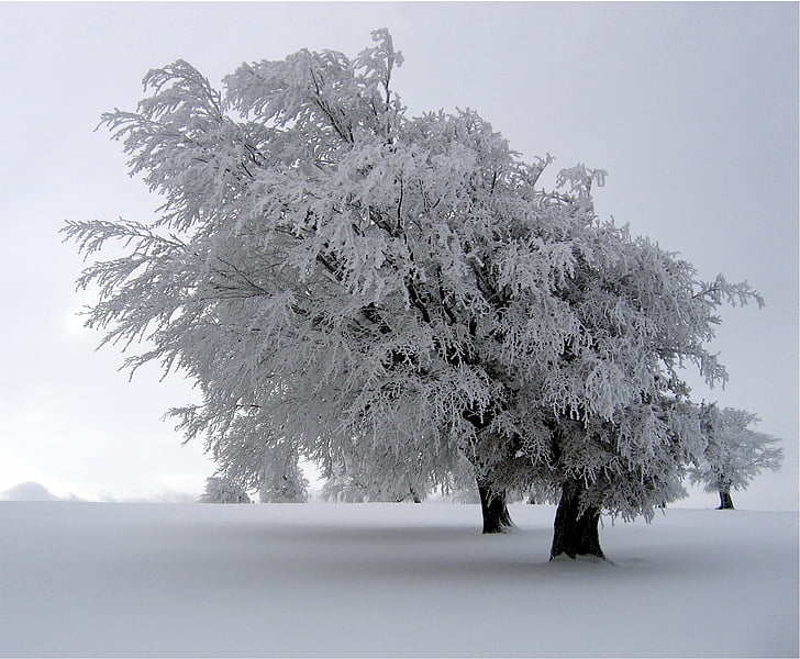 arbres, cobert de neu, paisatge, l'hivern, fred, temporada, blanc