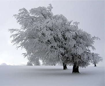medžiai, sniegu, kraštovaizdžio, žiemą, šaldymo, sezono metu, balta
