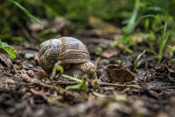 brown, snail, ground, surrounded, green, grass, nature