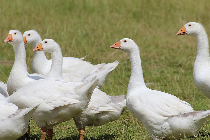 geese, domestic goose, white, goose, pet, animal, livestock