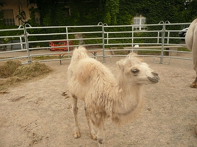 camel foals, sanfrancisco, freiburg, domestic animals