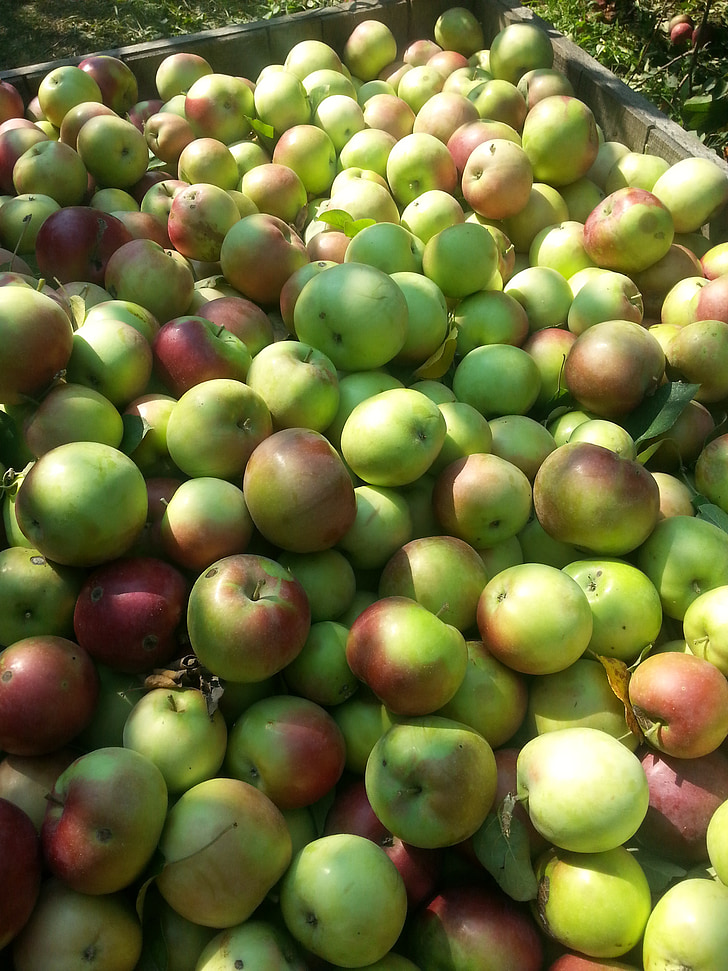 jabolka, rdeča, zelena, sadje, narave, sveže, pridelano