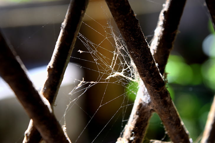 hämähäkinverkko, harmaa, tumma, ikkuna, rauta sauva