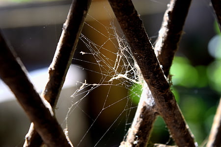 spletni pajek, siva, temno, okno, Železne palice