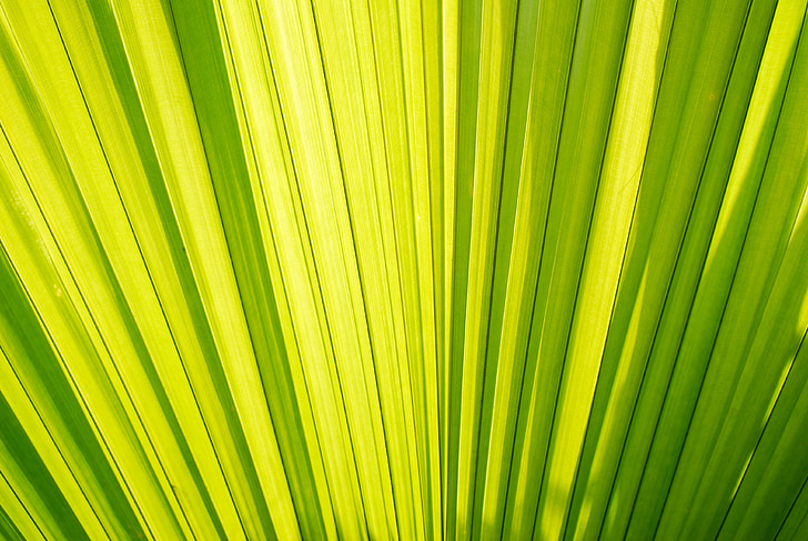 palm trees, palm leaves, palm, green, leaf, plant, background