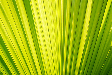 palmy, liście palmowe, palmy, zielony, liść, roślina, tło