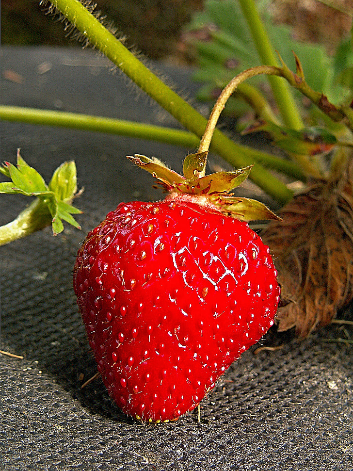 strawberry, garden, red, fetus, macro, foliage, non-woven