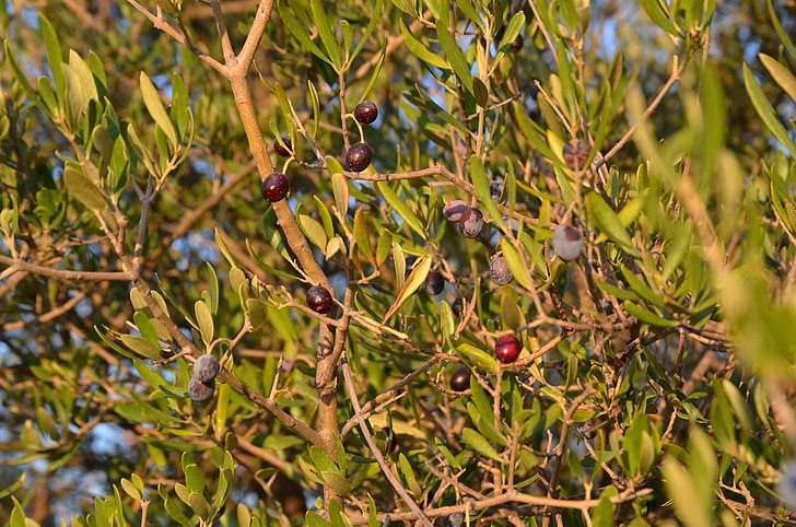 Wild olive, delice zeytin, unvaccinated zeytin