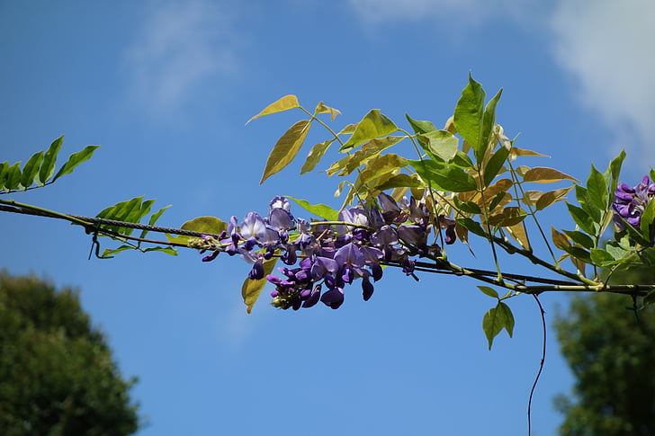 Hoa, màu tím, Glycine, bầu trời xanh, khu vực Sân vườn, Thiên nhiên, mùa xuân