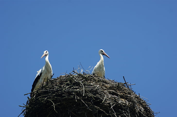 stork, nest, before the trip, blue sky