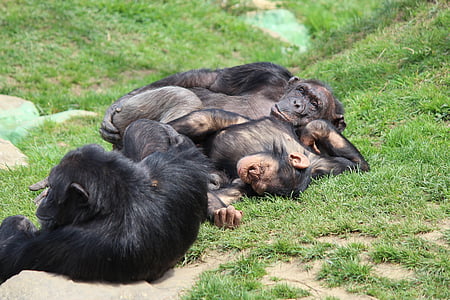chill out, leňošenie, šimpanz, Monkey, Zoo, spánok, Cozy