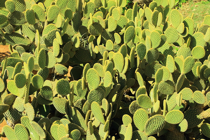 Cactus, öken, taggig, torr, STING, sporre