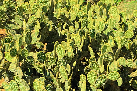 kaktus, Desert, pichľavé, suché, Sting, vlečka