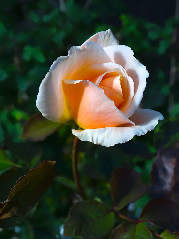 Rose, floraison rose, fleur, rose orange